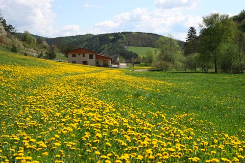 Lorien in Spring
